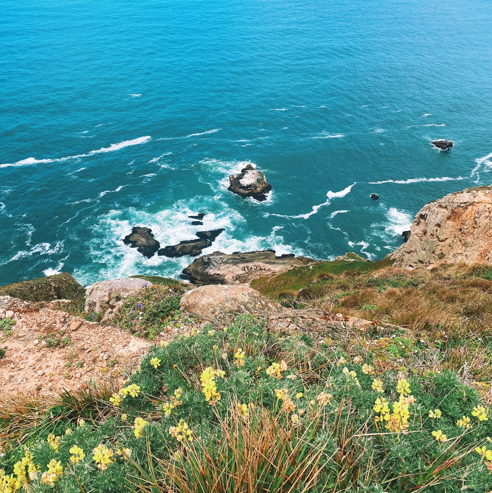 Cliff edge with coastal wildflowers overlooking rocks and turquoise ocean