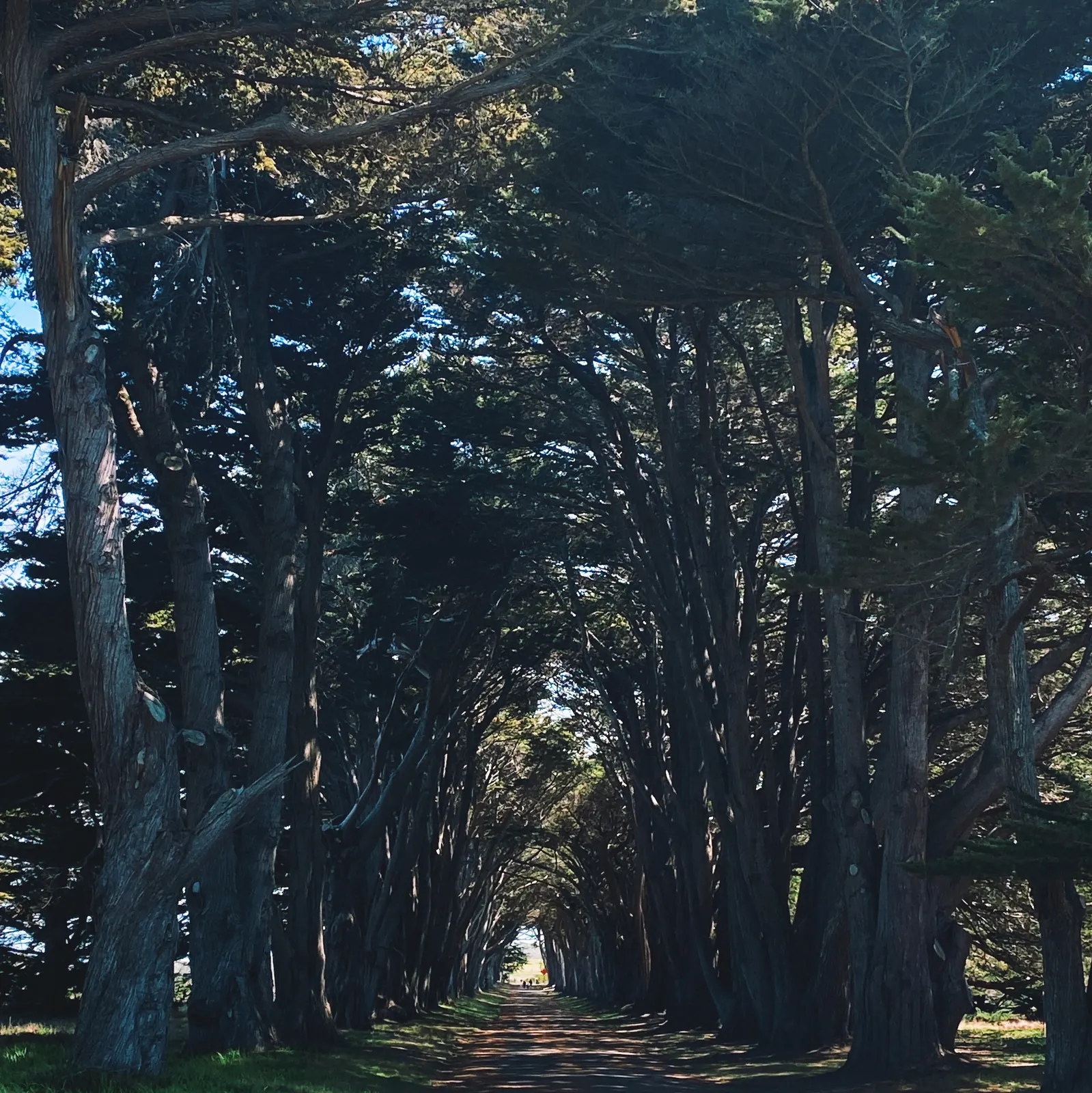 Monterey cypress tree tunnel at Point Reyes, shaded path to a bright opening